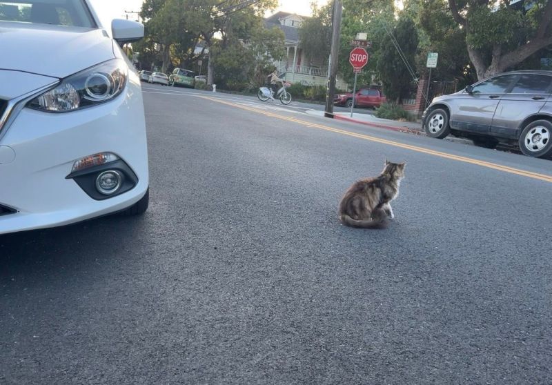 Cat sitting in the middle of a Bay Area street near a stopped car